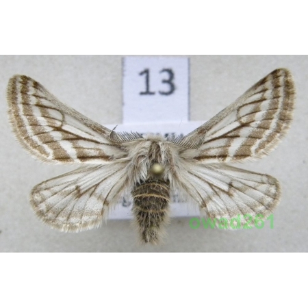 Lycia zonaria (Denis & Schiffermüller, 1775) male Czech13